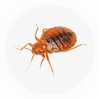 Pest Control Services in Dubai