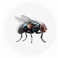 Pest Control Management