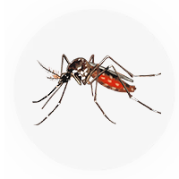 Eco-Friendly Pest Control Dubai