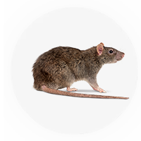 Eco-Friendly Pest Control Dubai